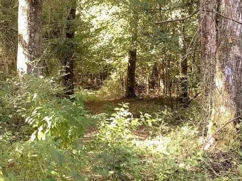 Wooded Hunting Land