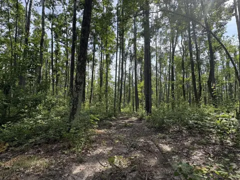 Wooded Recreation Land Parcel