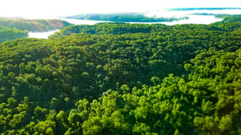 62+/- Acres of Timber