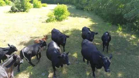 Pasture and Wooded Agricultural Land
