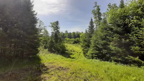 Forested Land Parcel with Trails