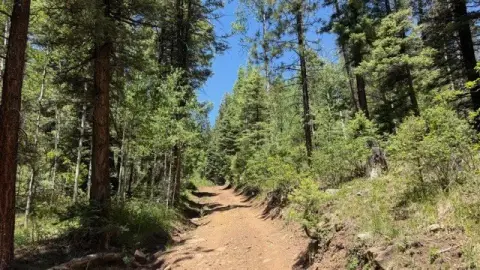 Forested Mountain Acreage Retreat