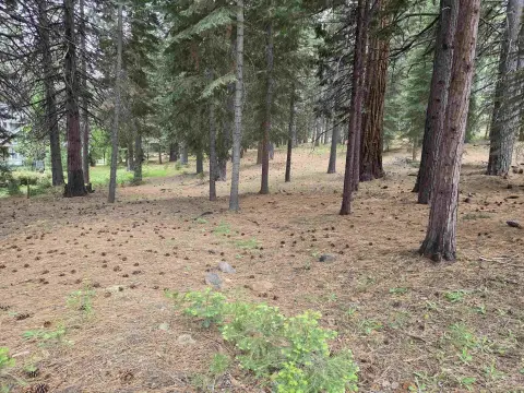 Lake Almanor West Treed Land