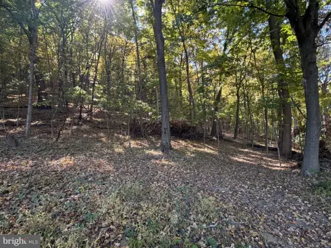 Wooded Hunting Land