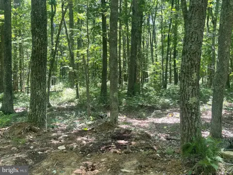 Wooded Recreational Land