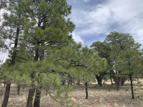 Tamarron Pines Homesite Opportunity