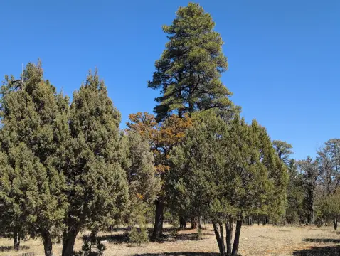 Happy Jack Homesite in Pine Canyon