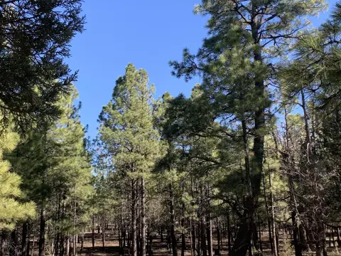 Starlight Pines Corner Lot