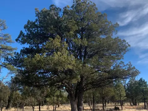 Forested Land in Tamarron Pines