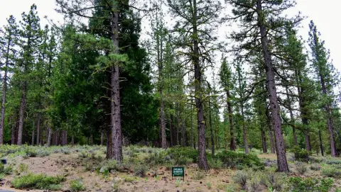 Nakoma Homesite in Portola, CA