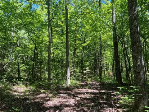 Land with Hardwood Trees