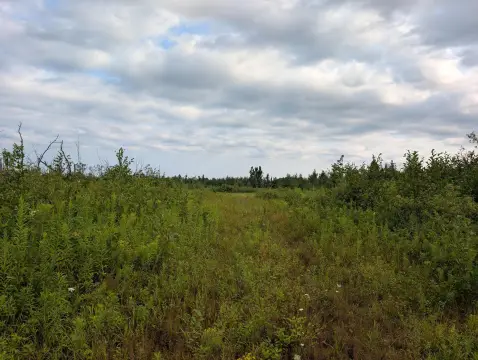 Whitetail Hunting Land