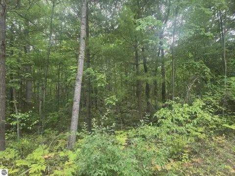 Wooded Residential Land