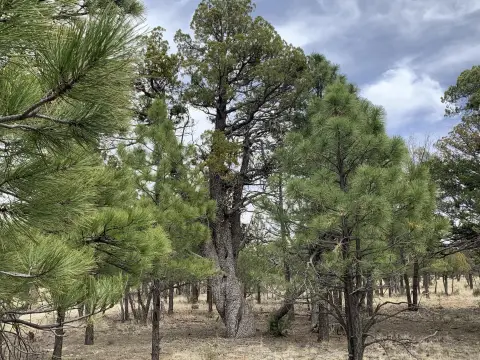 Happy Jack Land For Sale