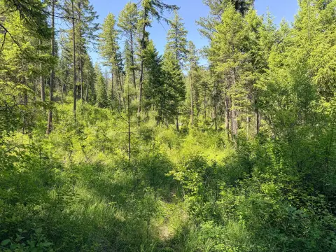 Recreational Timber Land Parcel