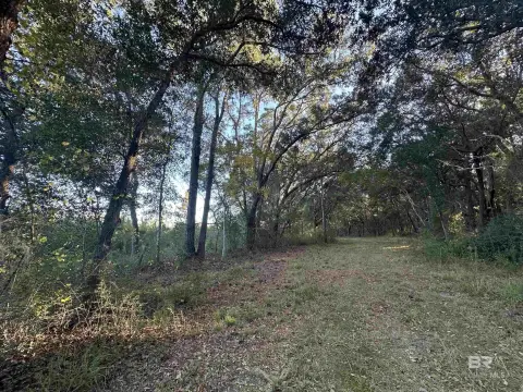 Heavily Wooded Acreage in Foley