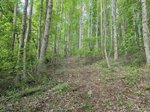 Hillsville Wooded Land For Sale