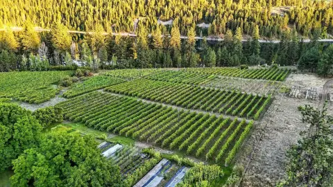 Columbia River Waterfront Vineyard Venue