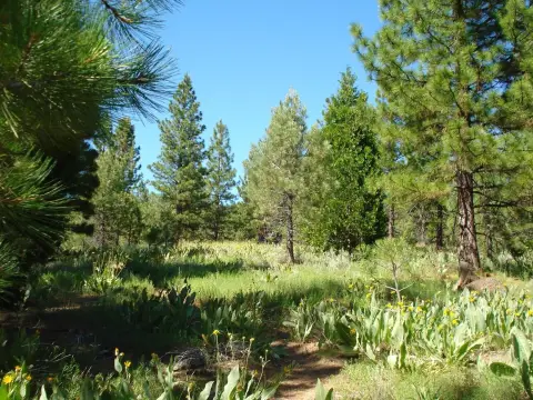 Grizzly Ranch Land Parcel