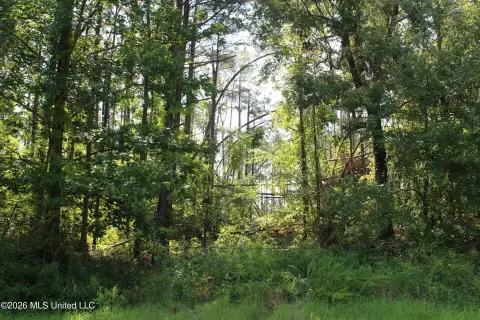 Hunting Land with Pine Timber