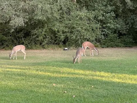 Chappell Hill Country Retreat