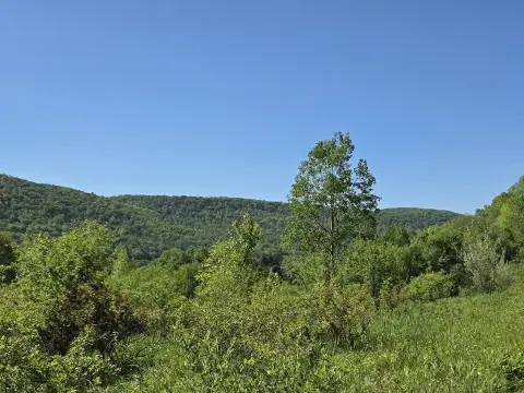 Hardwood Timberland Hunting Tract
