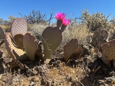 Land in Yucca, Arizona