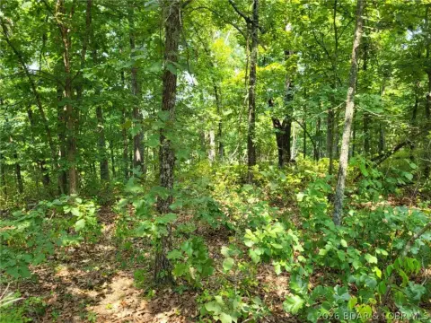 Wooded Recreational Land