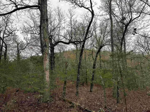 Hunting Land with Cabin Potential
