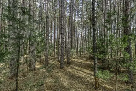 Pine-Studded Land Parcel in Minocqua