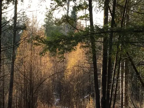 Wooded Hunting Land