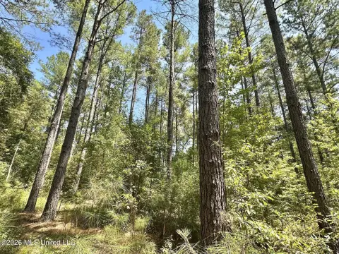 Timberland Tract with Creek