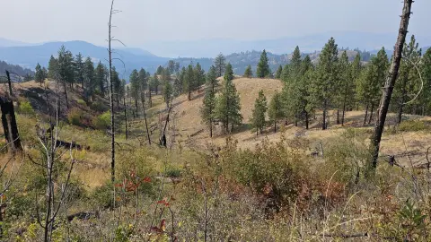 Secluded 20 Acres in Fruitland