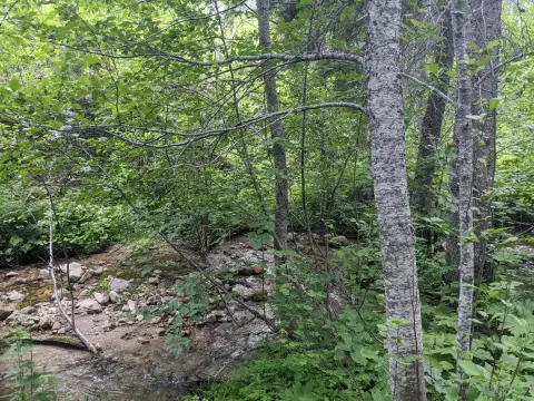 Remote Acreage Near Moses Mountain