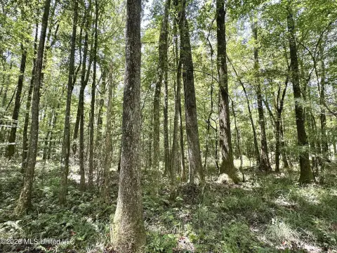 Timbered Hunting Land