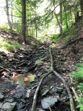 Bainbridge Land on Dingman Hill