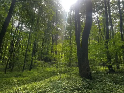 Wooded Hunting Land