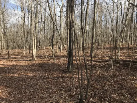 Wooded Recreation Land Lot