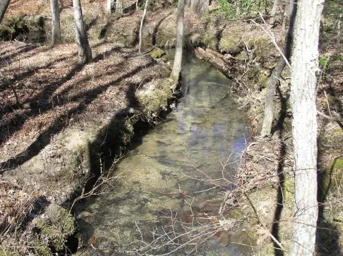 Wooded Land with Creek Access
