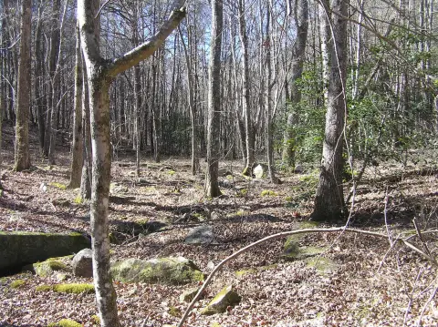 Wooded Land in Spencer, TN