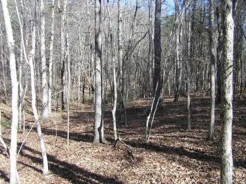Wooded Lot in Spencer, TN