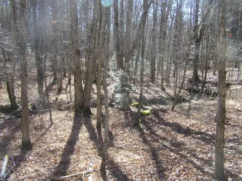 Wooded Land with Creek Frontage