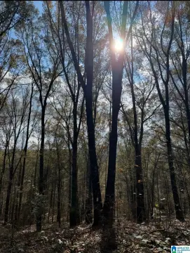 72 Acres in Oneonta, Alabama