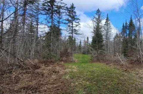 Hunting Land with Food Plots