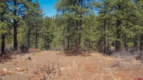 Pagosa Springs Wooded Residential Land