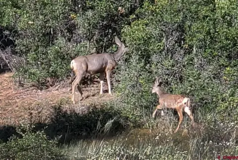 Pagosa Springs Residential Acreage