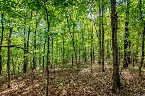 Hunting Land with Timber and Creeks