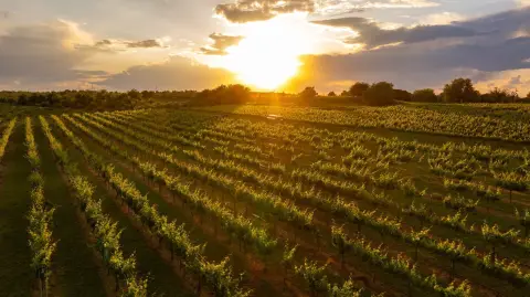 Vineyard Property with Tasting Room