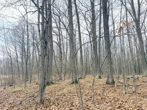 Wooded Hunting Cabin Parcel