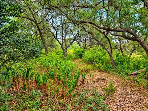 Wooded Land Along Scenic Loop Road